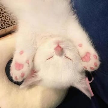 Avatar da jogadora Aadhya